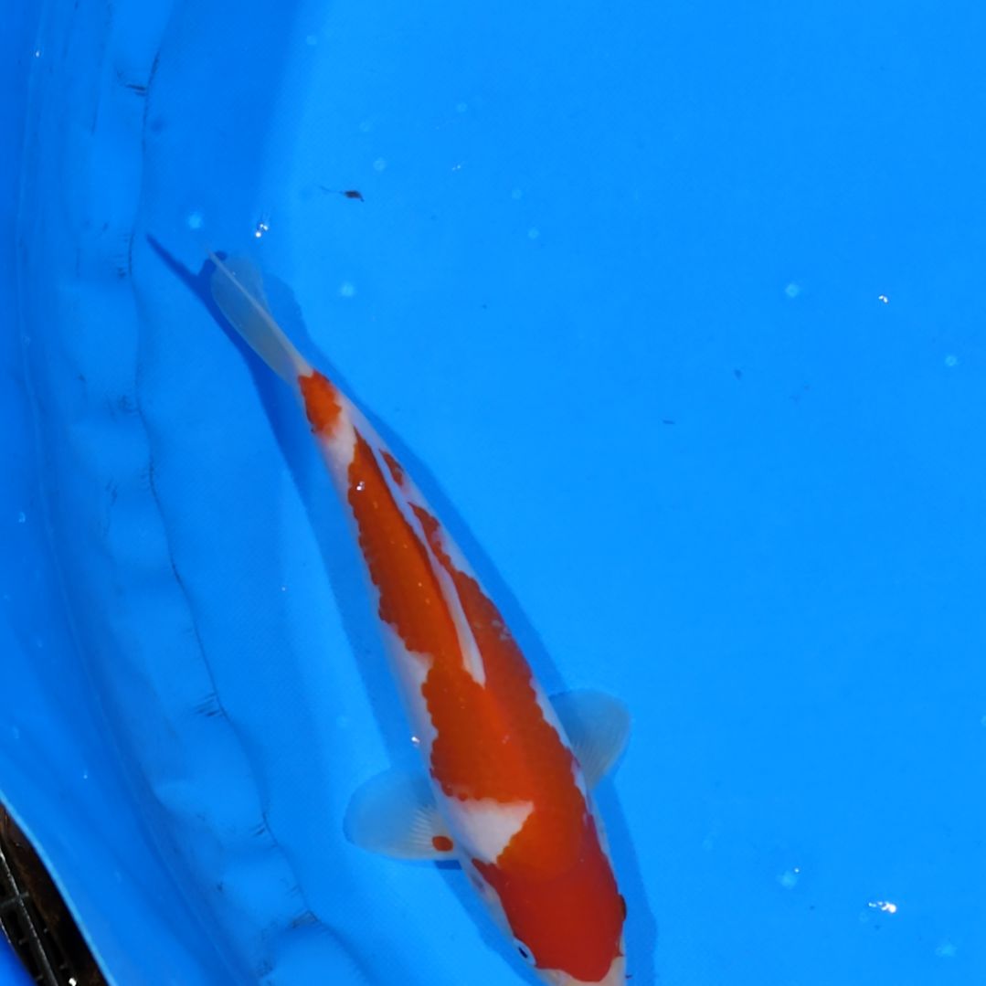 锦鲤27公分红白不寄养手术过