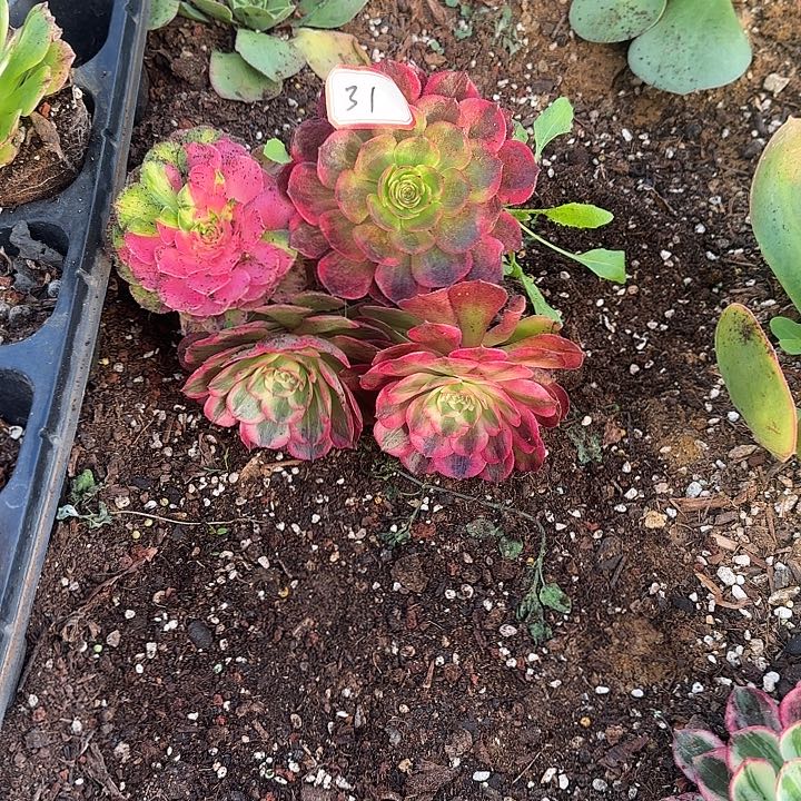 农***！4颗小苗多肉植物0013