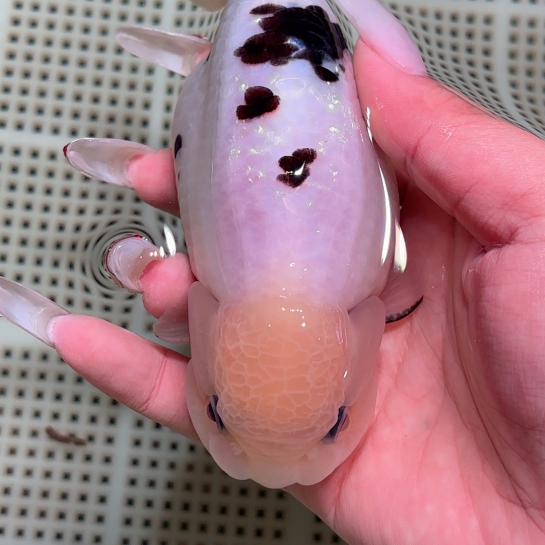 微***)金鱼拍包装包邮不拍包装运费到付