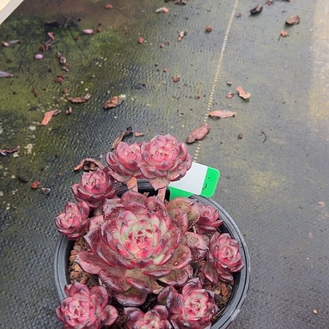 3tm一个脱土多肉植物