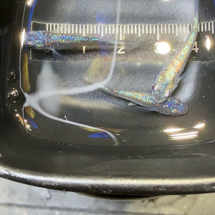 青鳉鱼98号拍品海王星3条