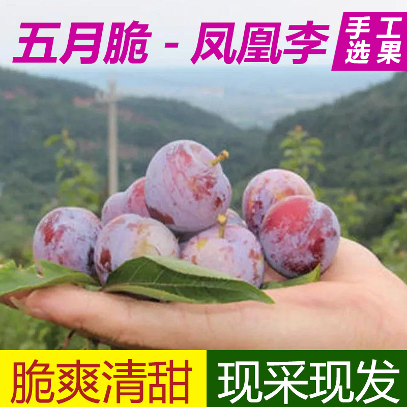 【农家自留】五月脆凤凰李高山新鲜现采现发非脱骨半边红青脆茵红李