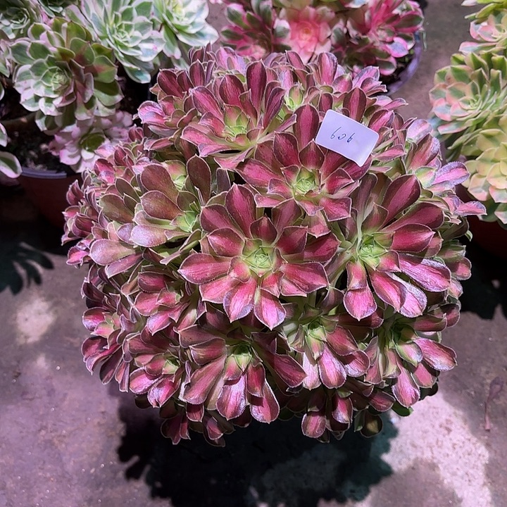 多肉植物绍华00606