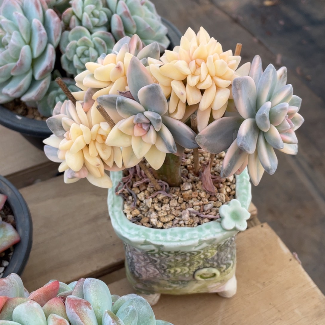 淡雪锦冠幅15 公分一物一拍