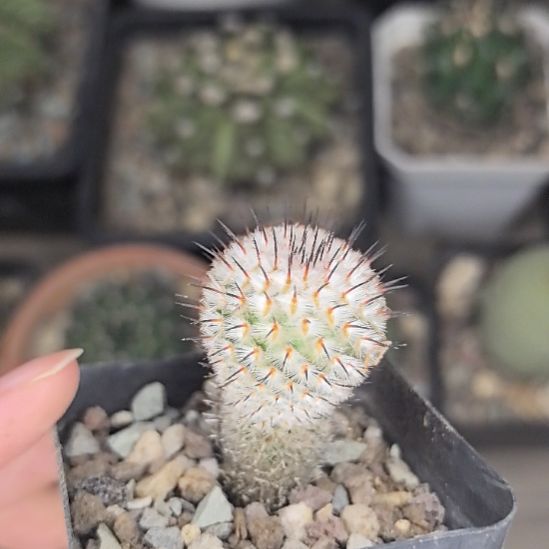 直刺佩雷实生直径2