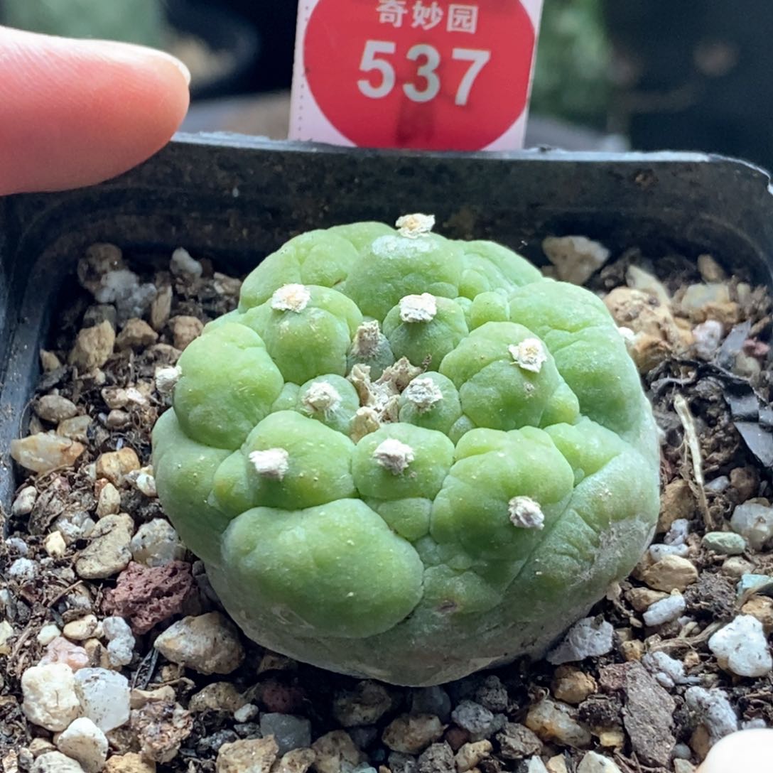 自根古田海鲜3.9cm