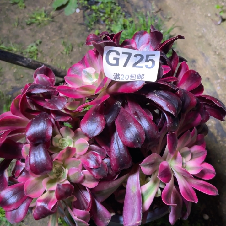 瑞妈多肉1.30.725