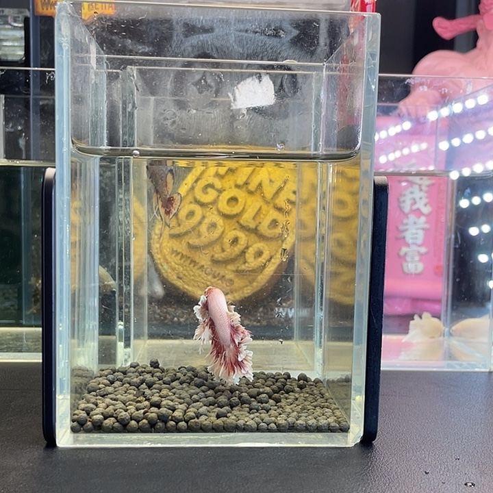 斗鱼56号923早绣球hmpk