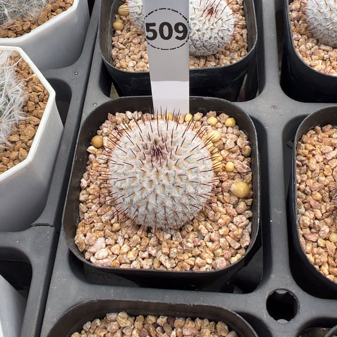 直刺佩雷实生根509