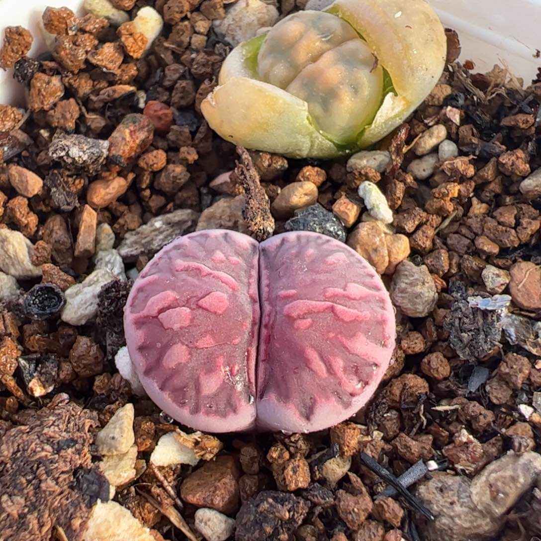 紫菊化石多肉植物百科