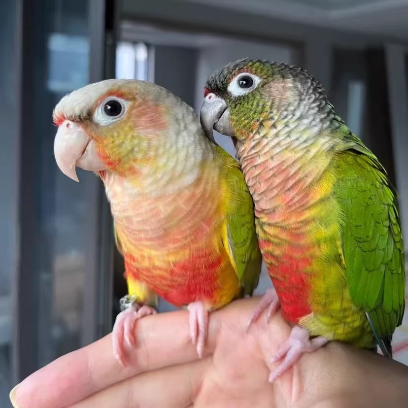 手养鹦鹉雏鸟齐毛学吃绿颊黄边凤梨肉桂活体宠物鹦鹉可教说话