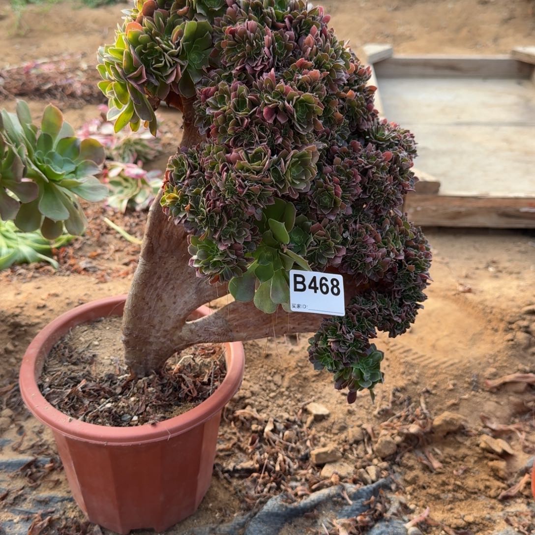 468火玫瑰一颗朵朵呀