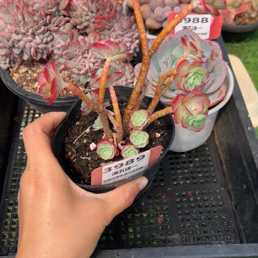 表妹精品多肉3989.