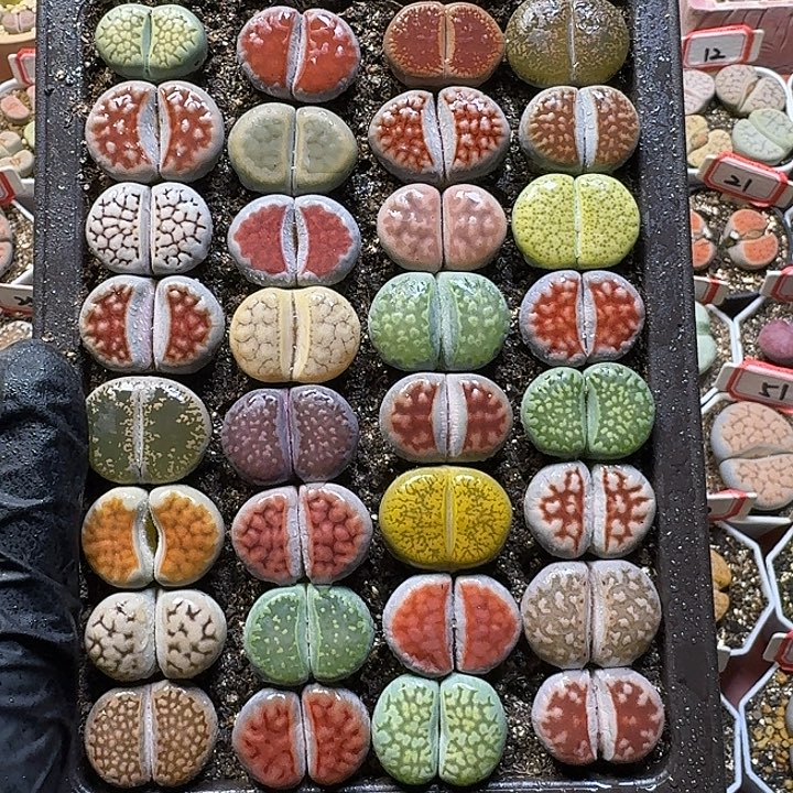 生石花111111。  裸根带盆土。  130