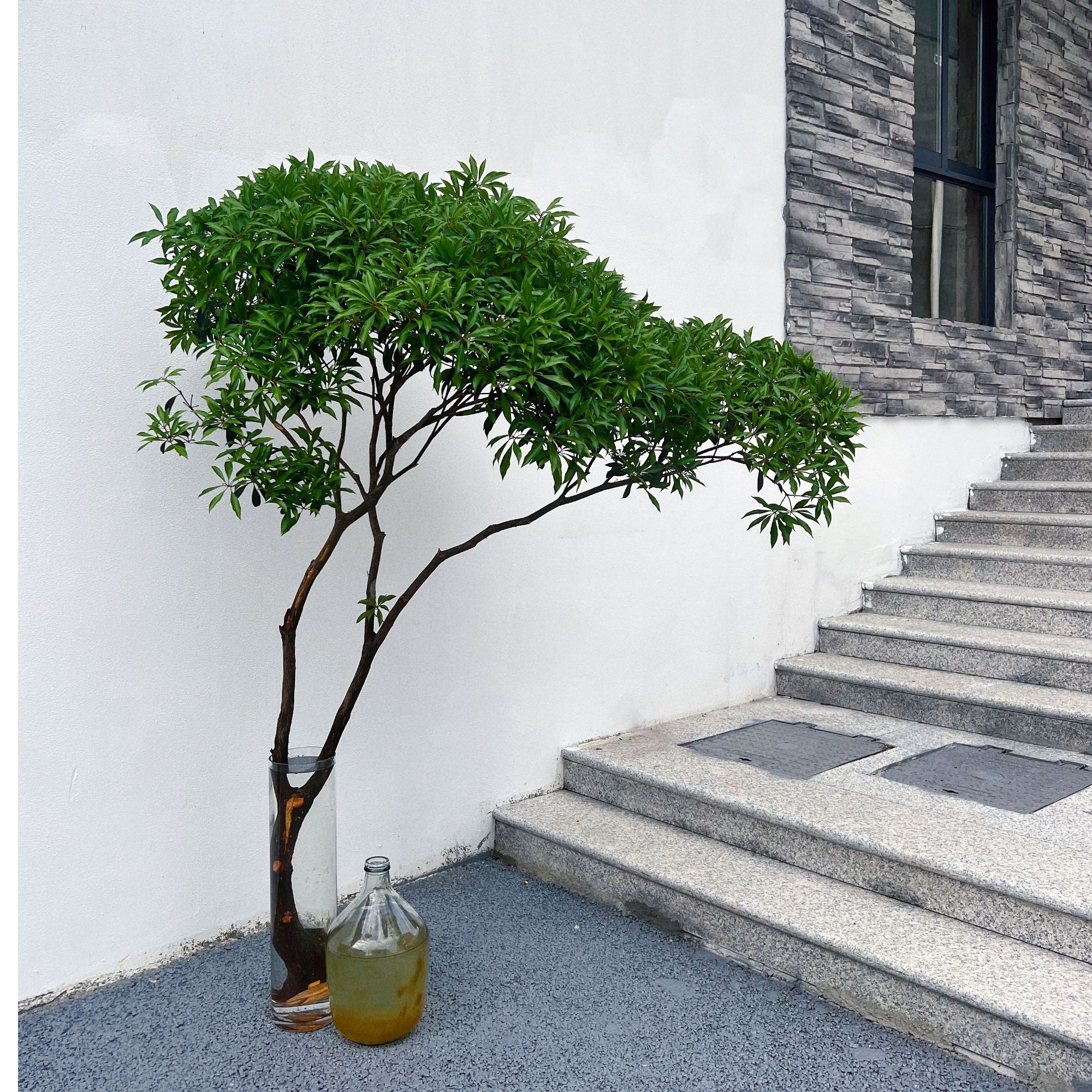 国产马醉木绿植物水培鲜切吊钟修剪窗台光照办公室精致养护高端
