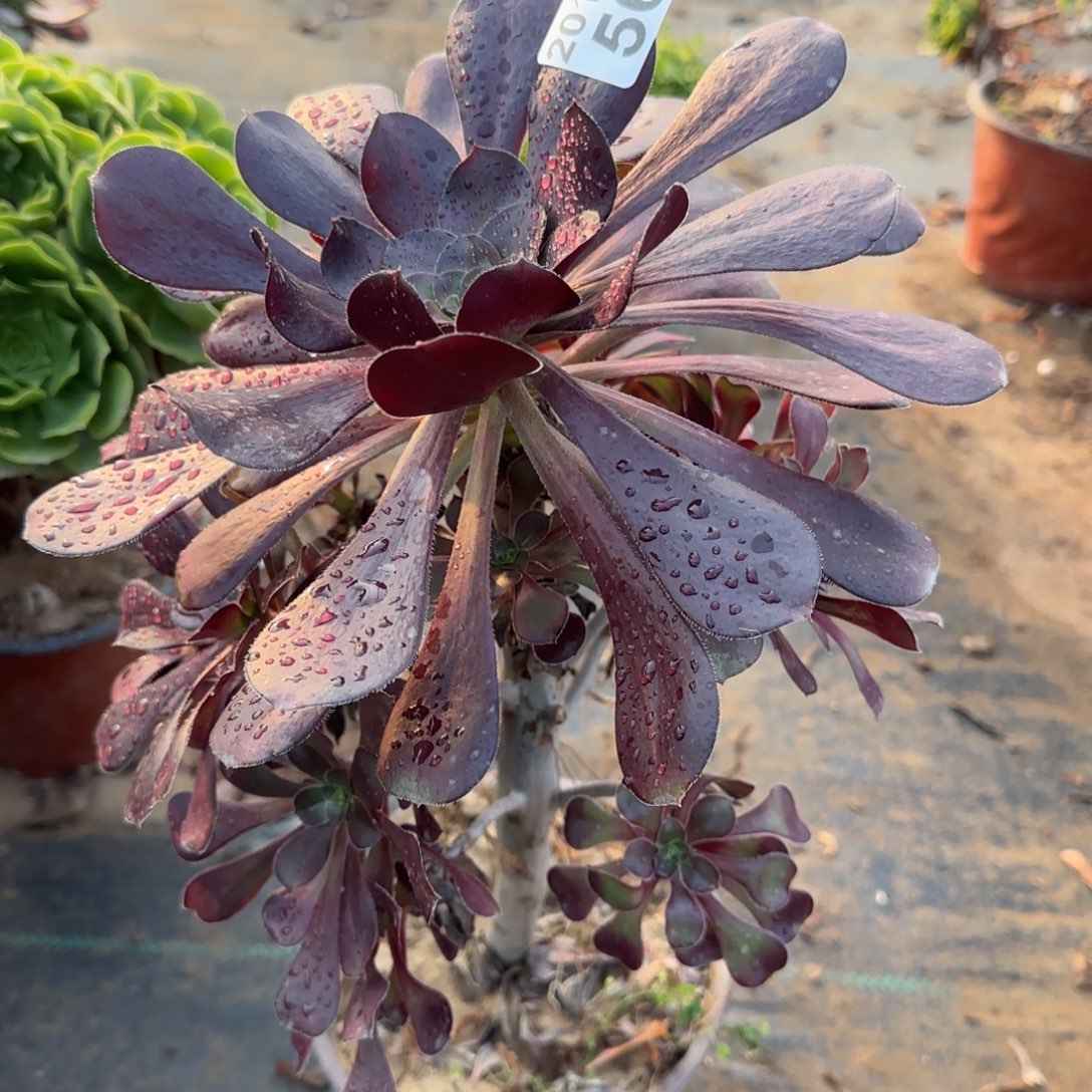 黑圆叶560满20包邮断枝不包瑕疵