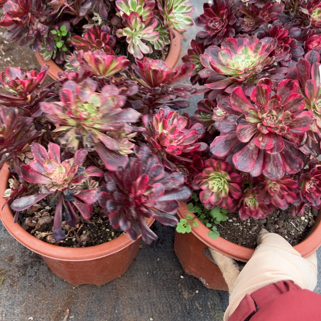 74同花顺母本一颗10多肉