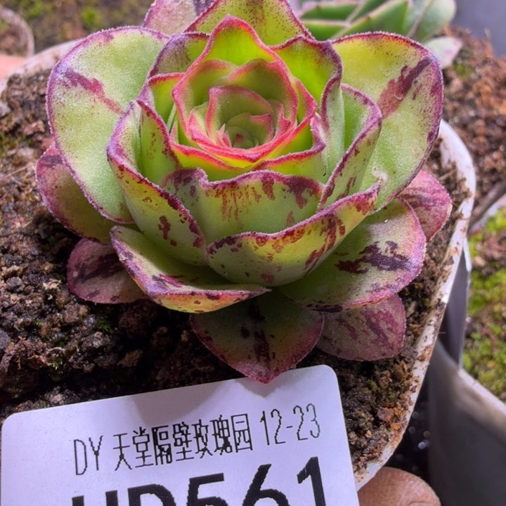 予***এHD562  不周龙脊   