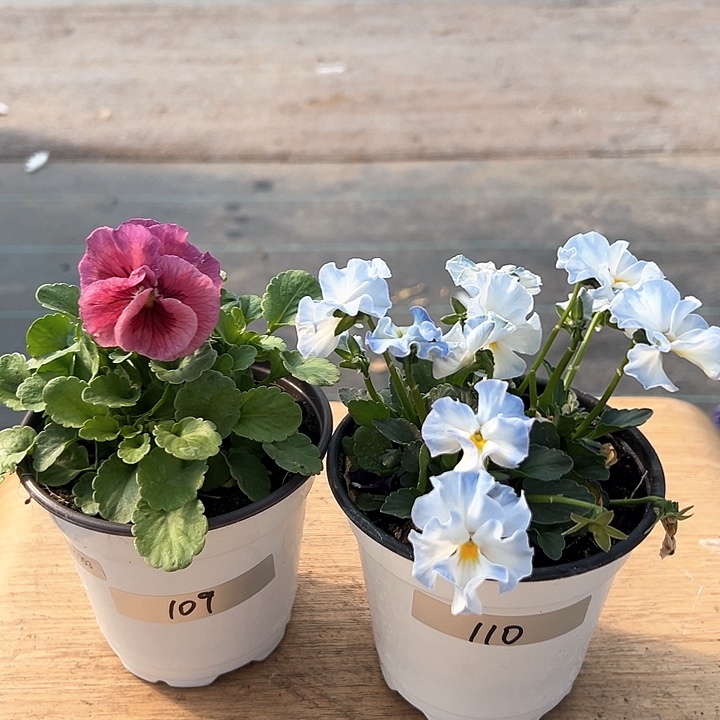 红陶抖音直播闪拍109-110