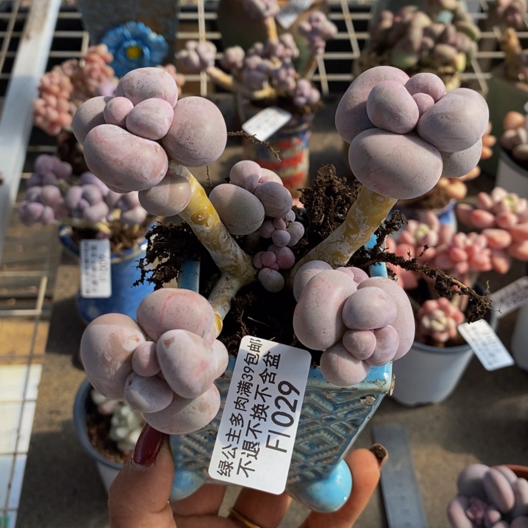 芭比奶酪029/9c m