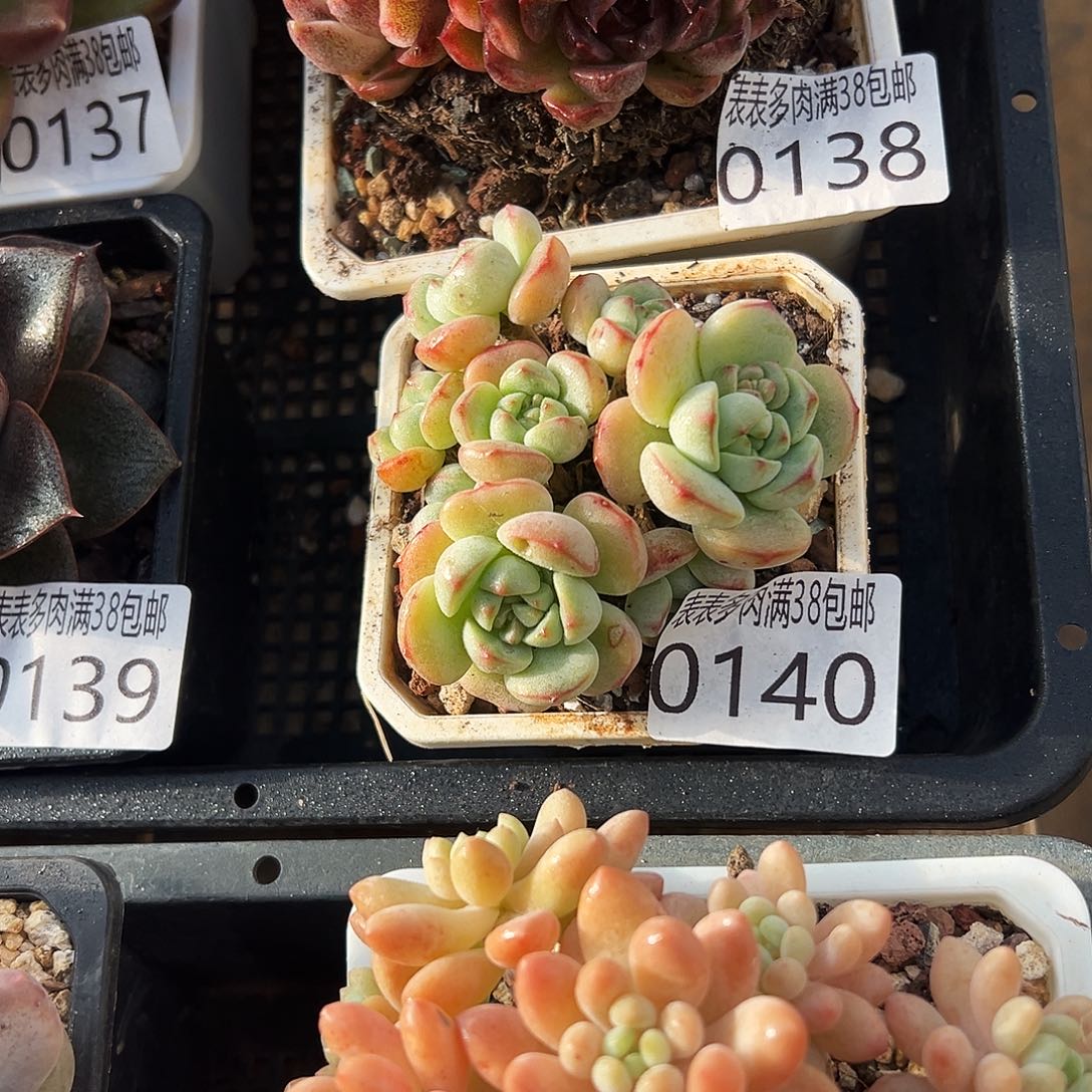 多肉一物一拍植物0140