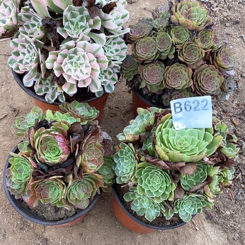 622四颗法师多肉植物