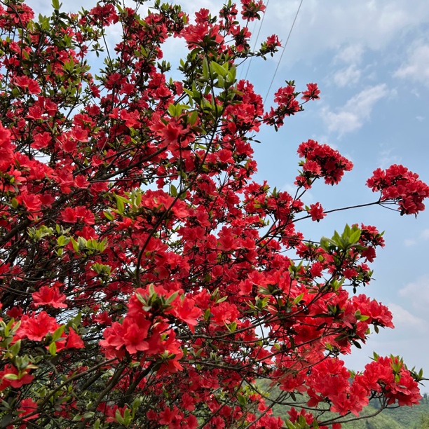 小王山货通用链接1通用链接山货