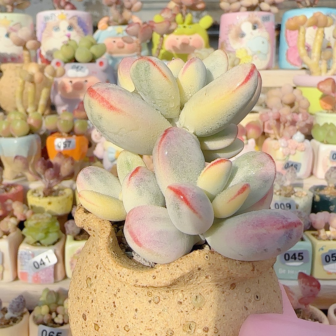 乒乓福酿锦 盆口4cm