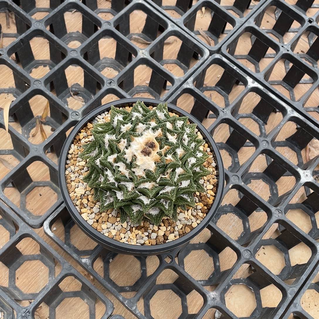 自根辛顿哈哈哈哈哈