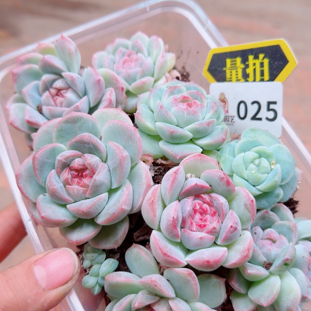 多肉植物多肉植物
