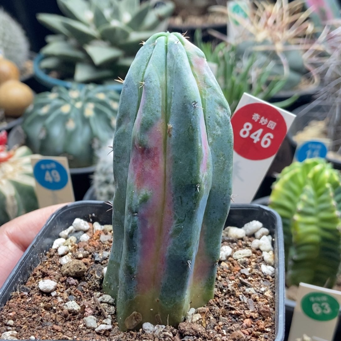 龙神木红锦一颗6977