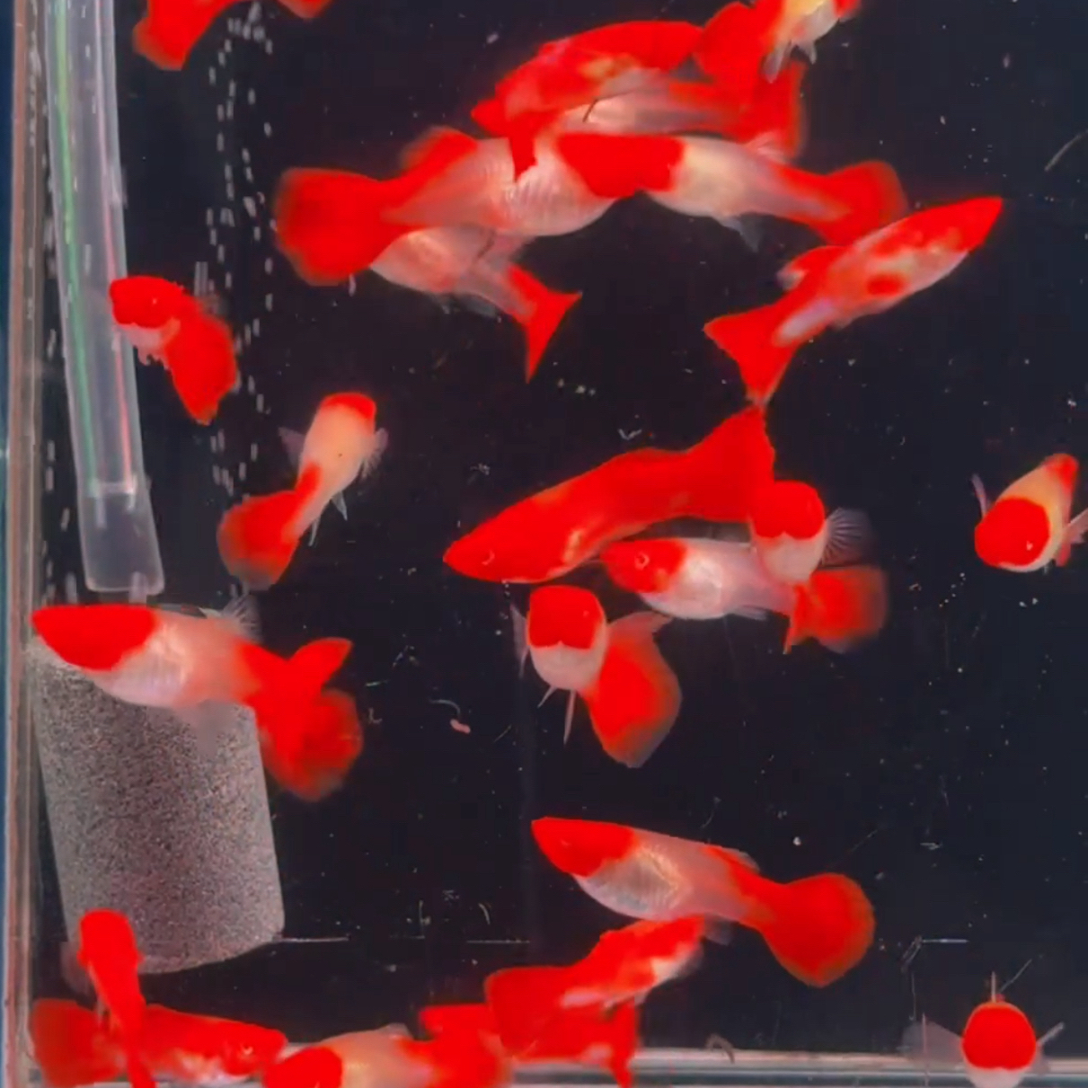 鸿运当头孔雀鱼 压成小孕母 小型热带鱼