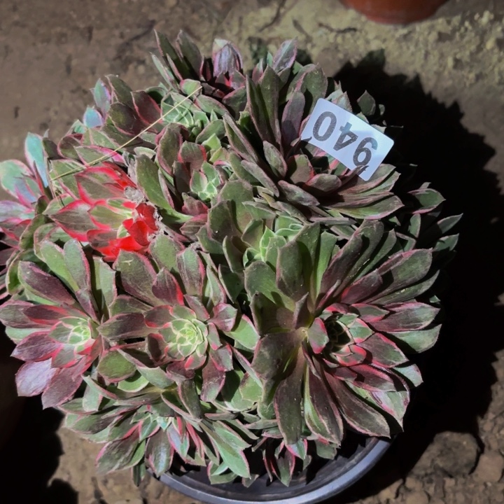 940万花筒多肉植物不售后