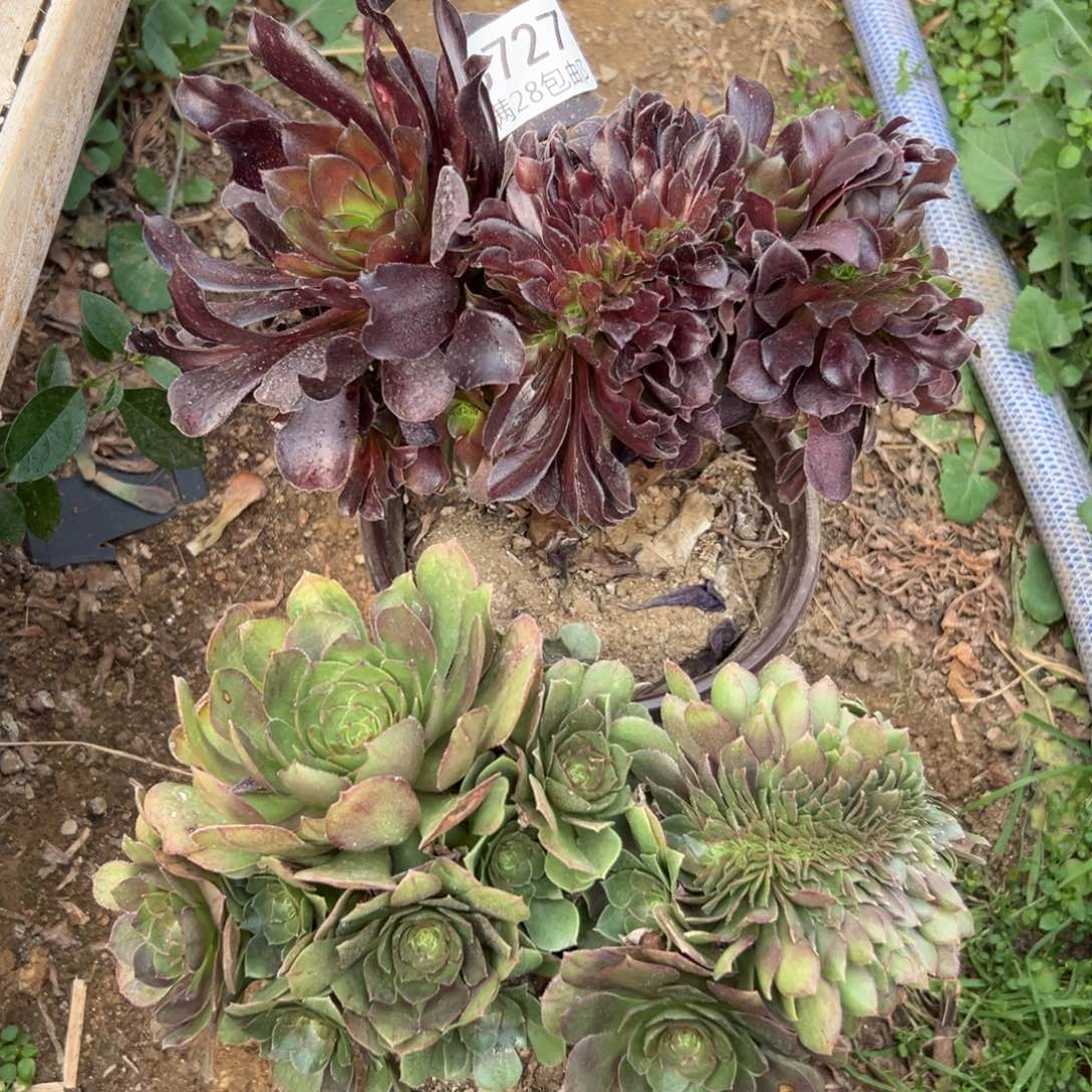 727多肉套餐2颗缀化         