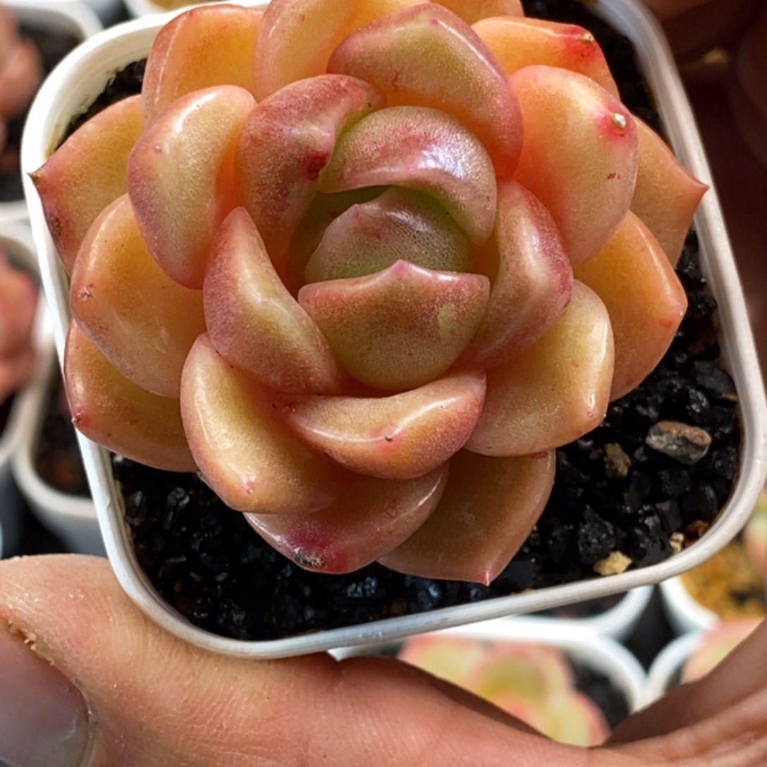 天官赐福百无禁忌