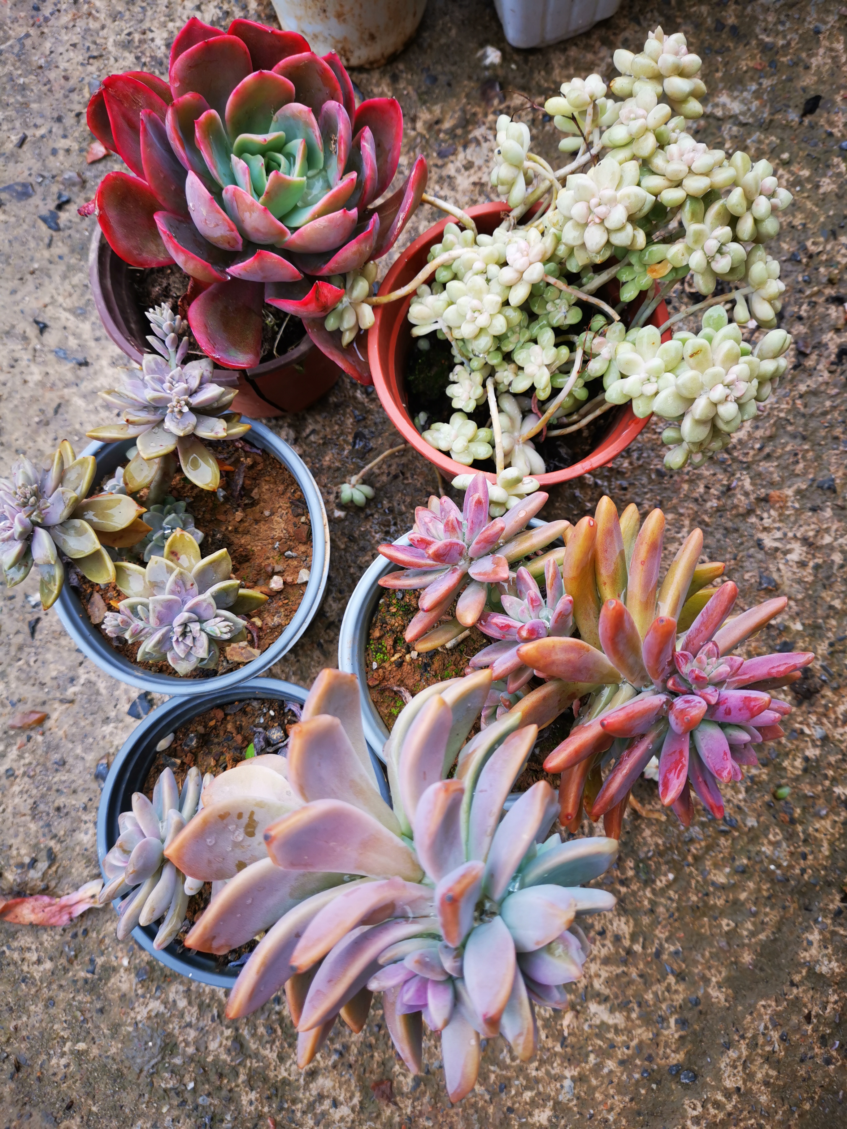 多肉植物阳台盆栽耐旱绿植