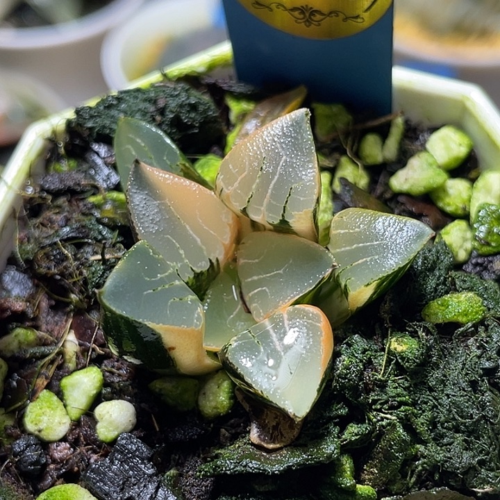 696花影锦特选福利