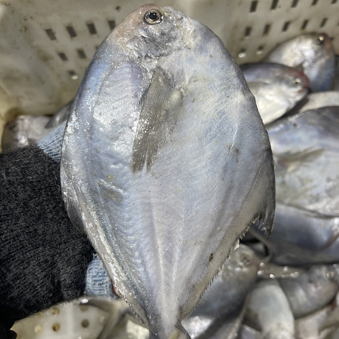 野生海捕大鲳鱼4斤，顺丰包邮