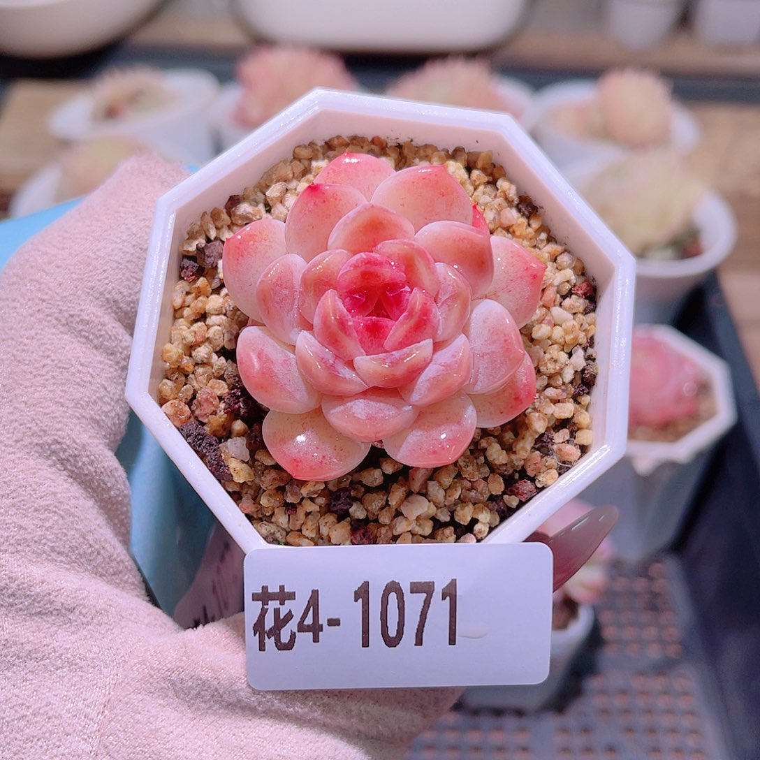 花利美4-1071秘境冰魄