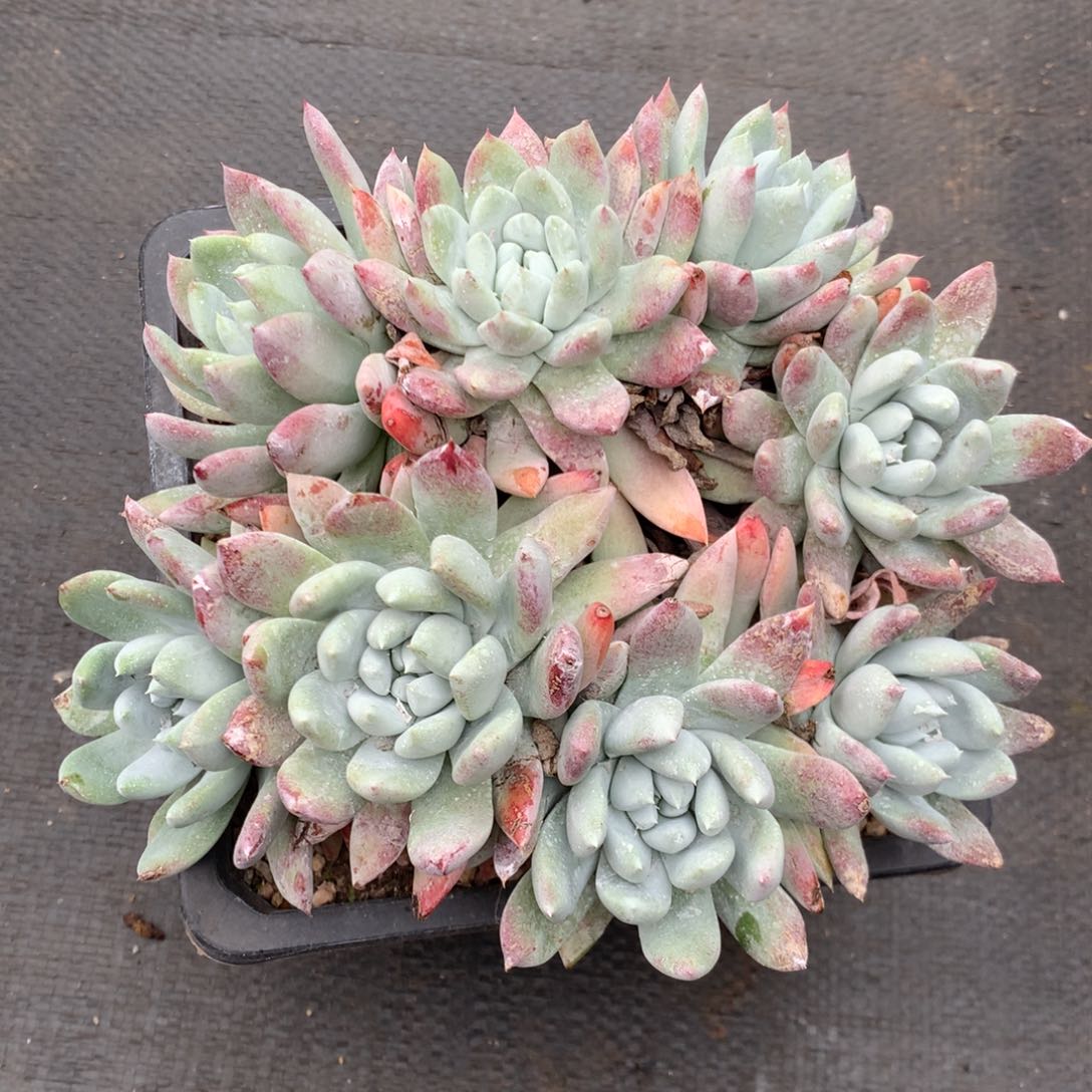 阿金尼，2月8日发货多肉