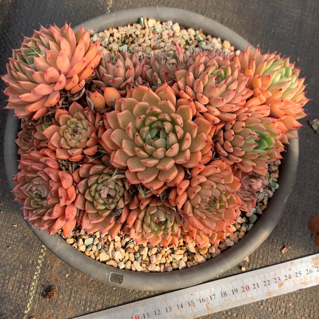 8490杂交多肉老桩