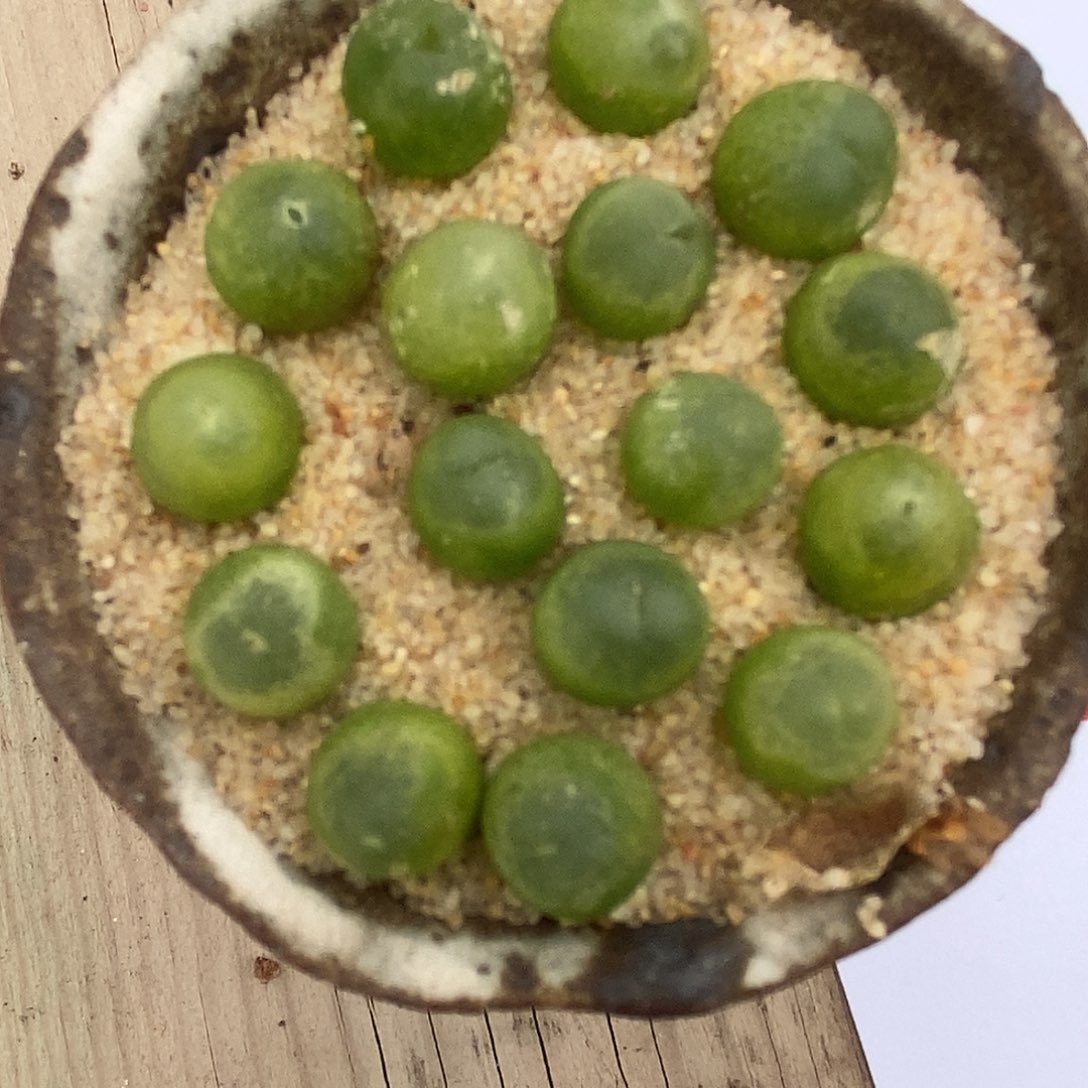 26111紫皮拉登一颗。    