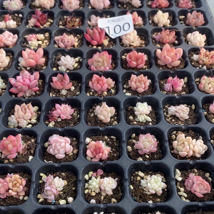100 多肉植物盆栽花卉