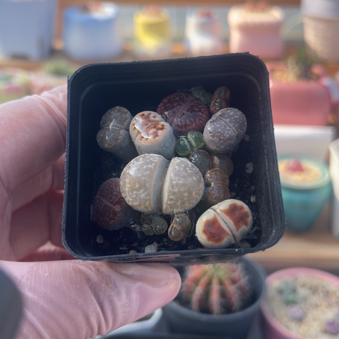 多肉植物一物一拍69