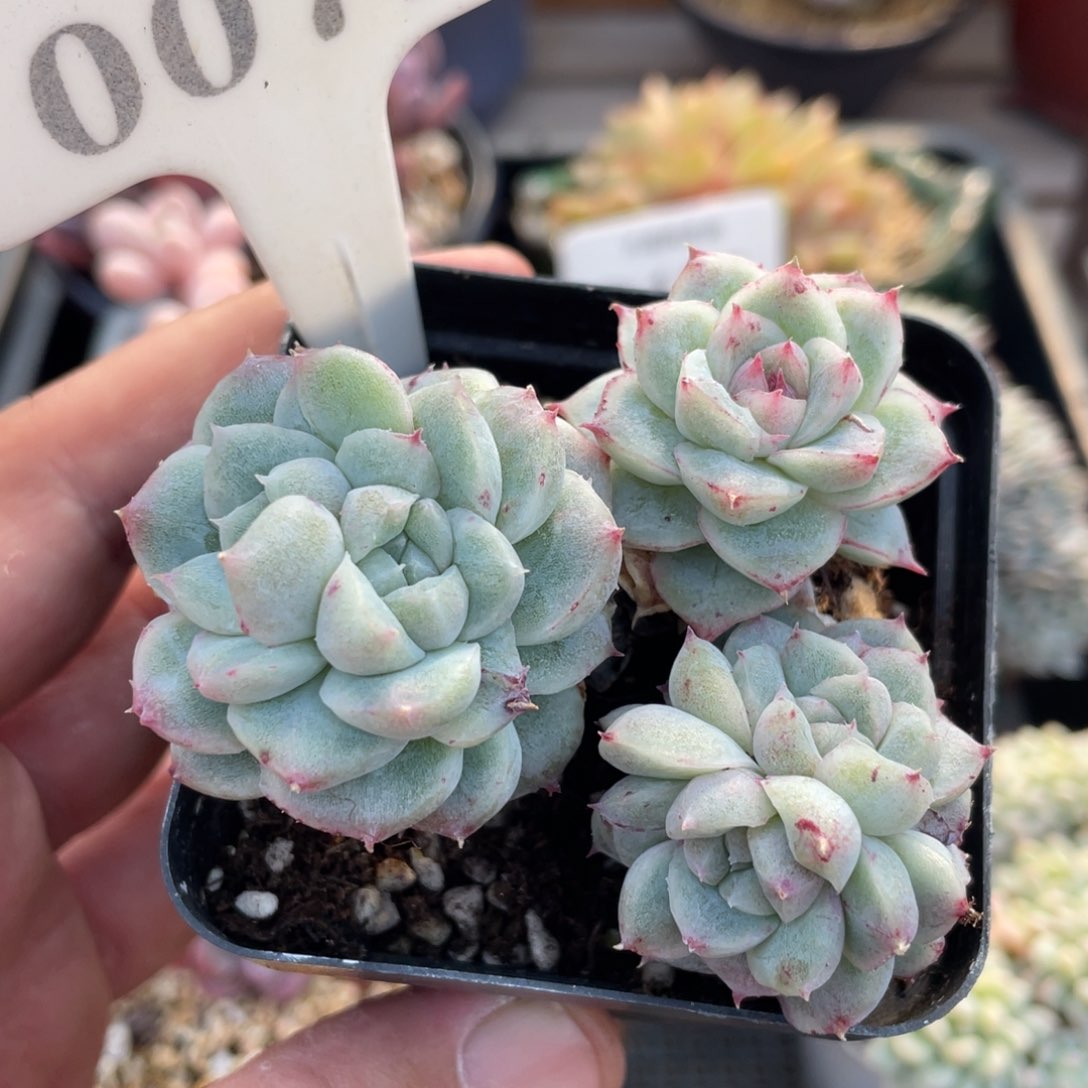 0071椰子树不带盆7厘米