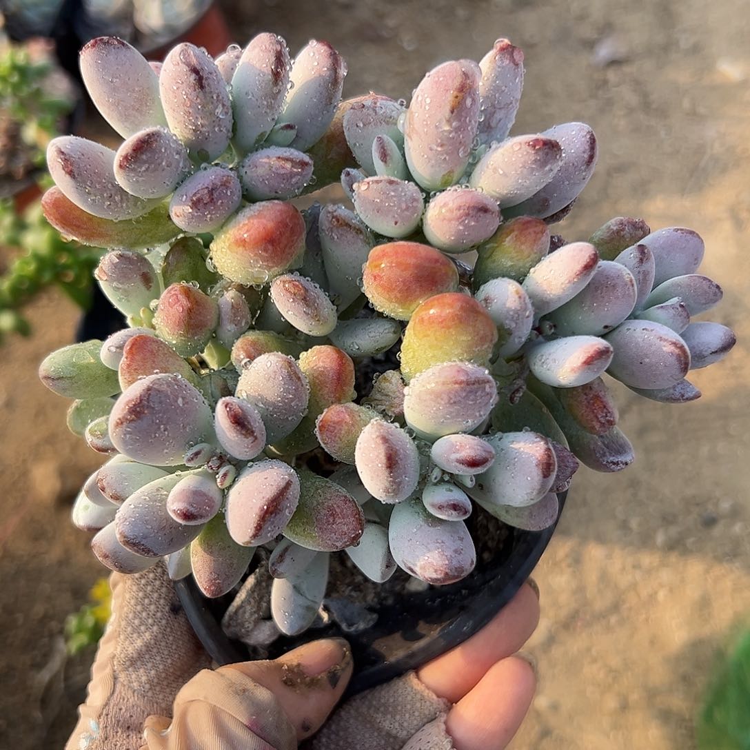 乒乓福娘而欧洲中央音乐学院植物