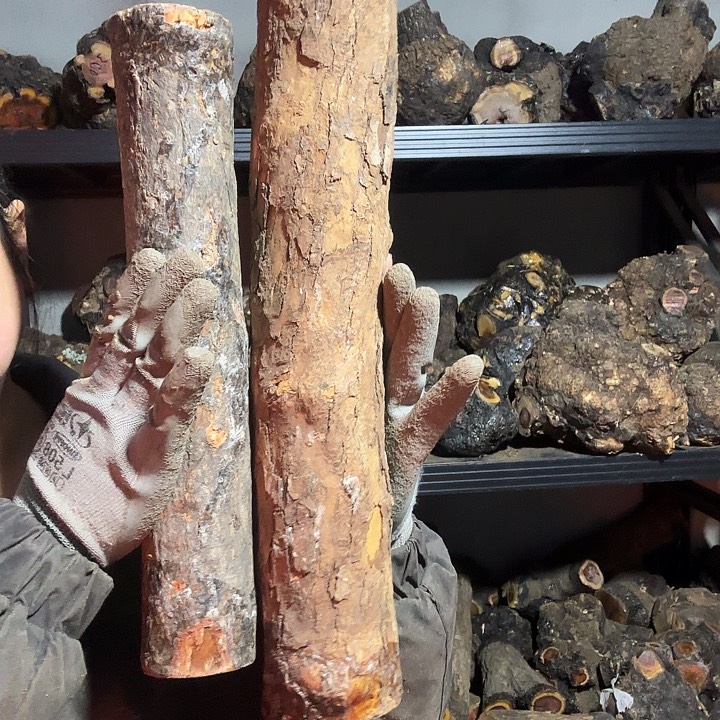 大***水香榧木火琉璃的故事是一个人