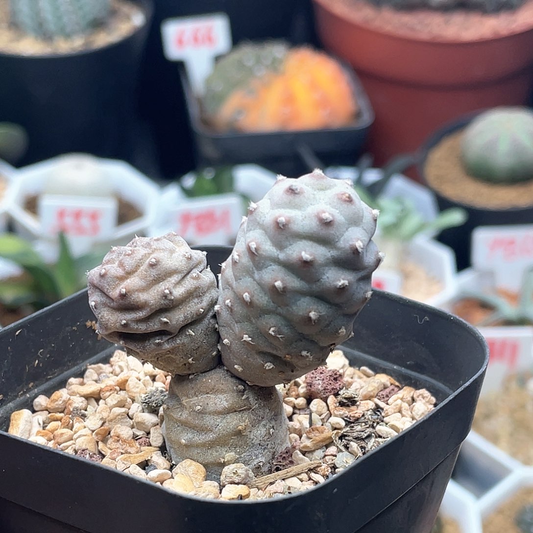 米奇松笠团扇仙人球多肉