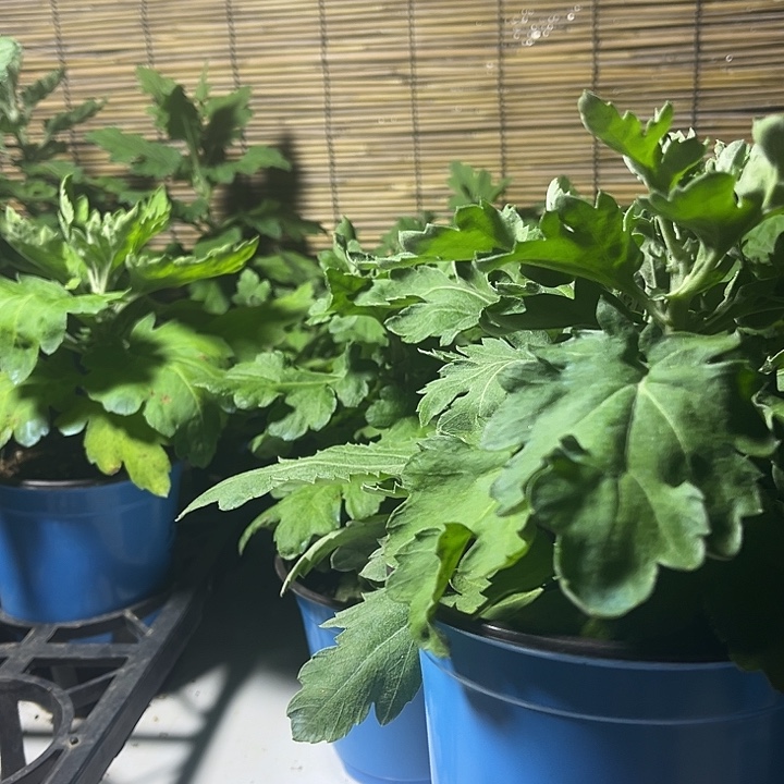 当前无花朵，栽培后可花朵丹青异彩