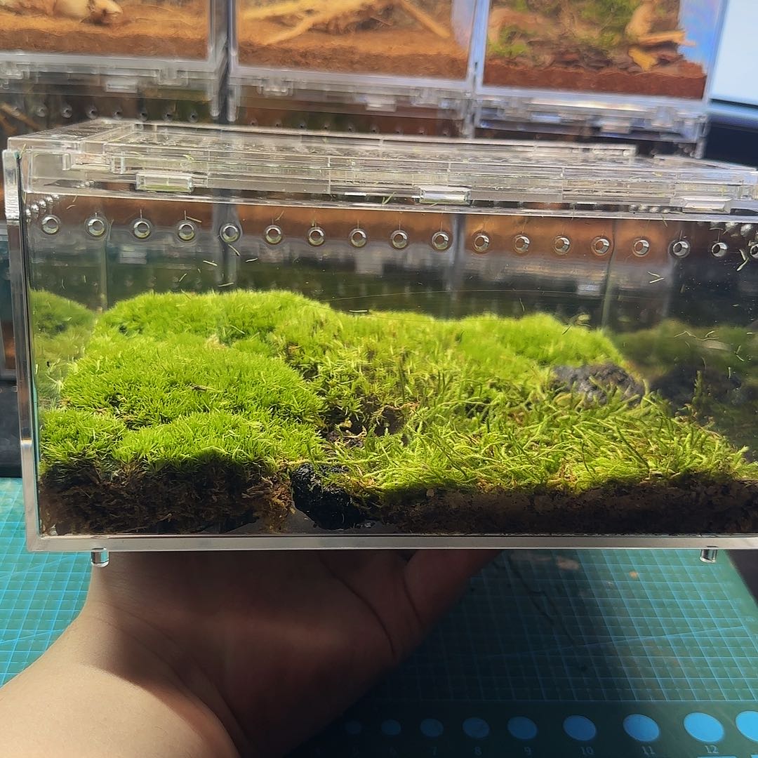 无花朵全苔藓盒子111